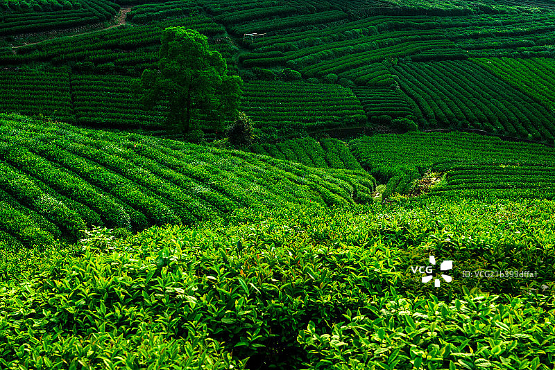 龙井茶园图片素材