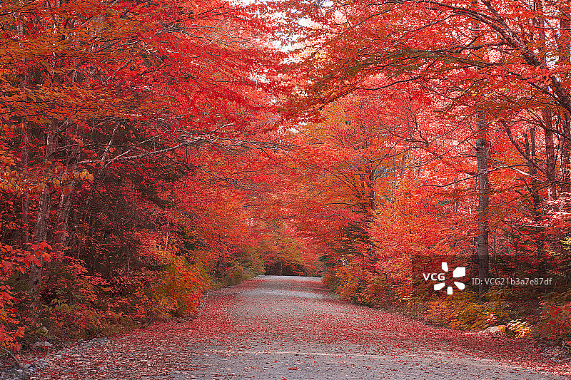 加拿大枫树林风景图片素材