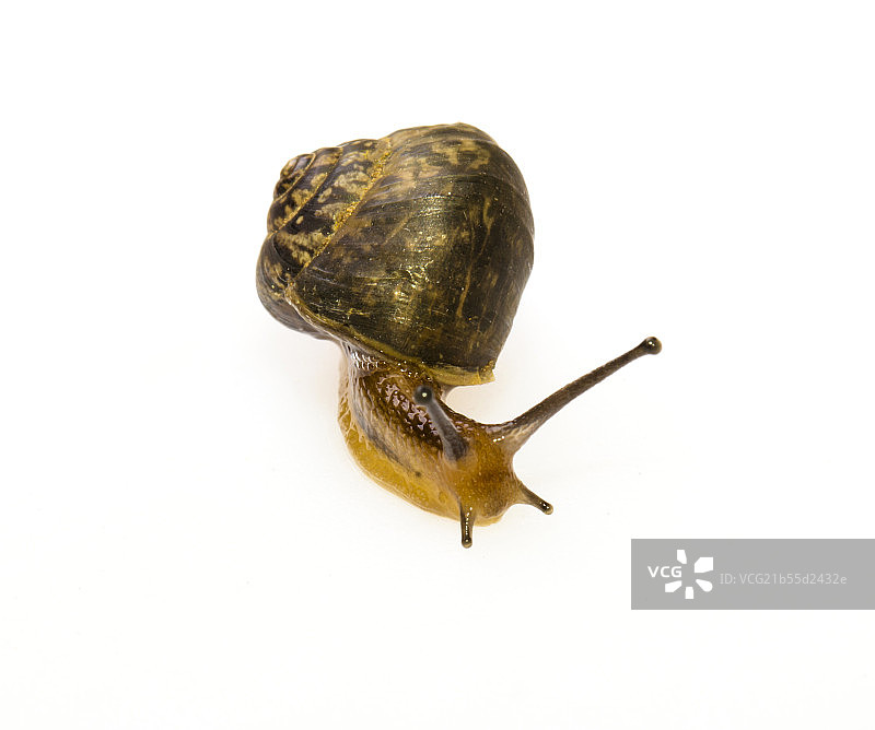 小蜗牛在活动中图片素材