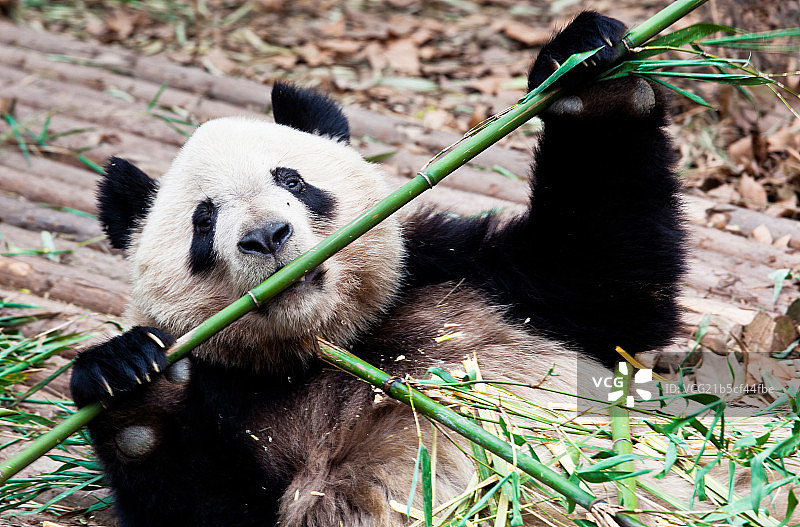 成都大熊猫繁殖基地的熊猫图片素材