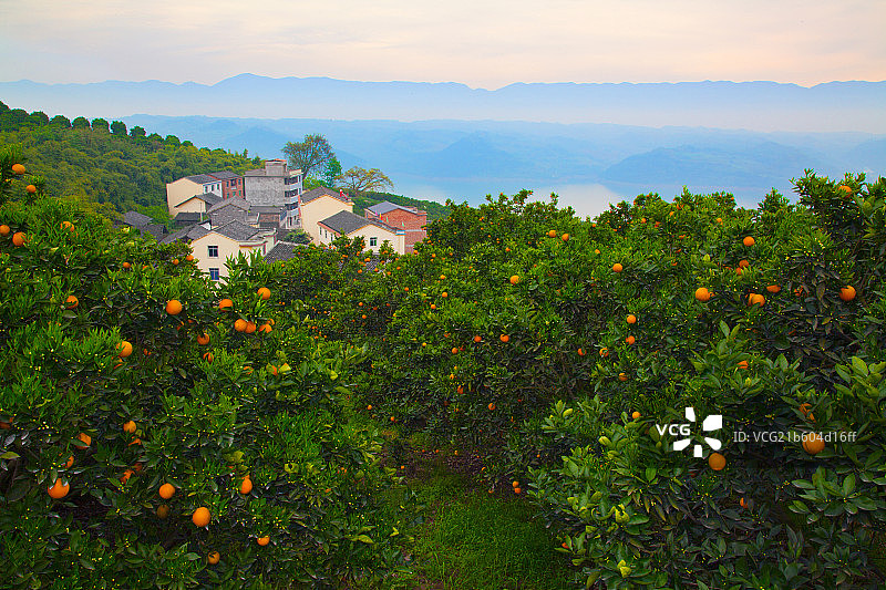 重庆市万州区忠县开县奉节丰收的果园图片素材