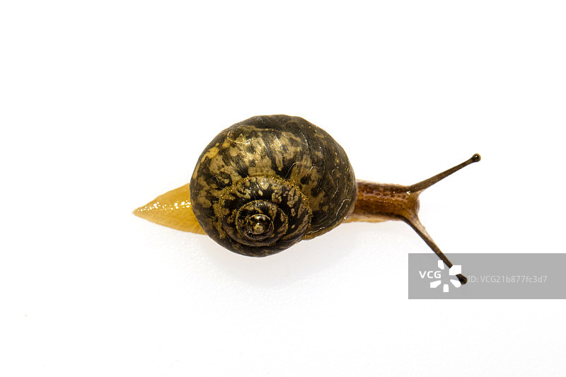 小蜗牛在活动中图片素材