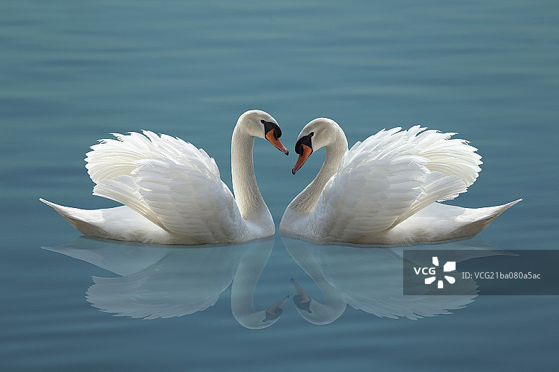 白天鹅图片素材