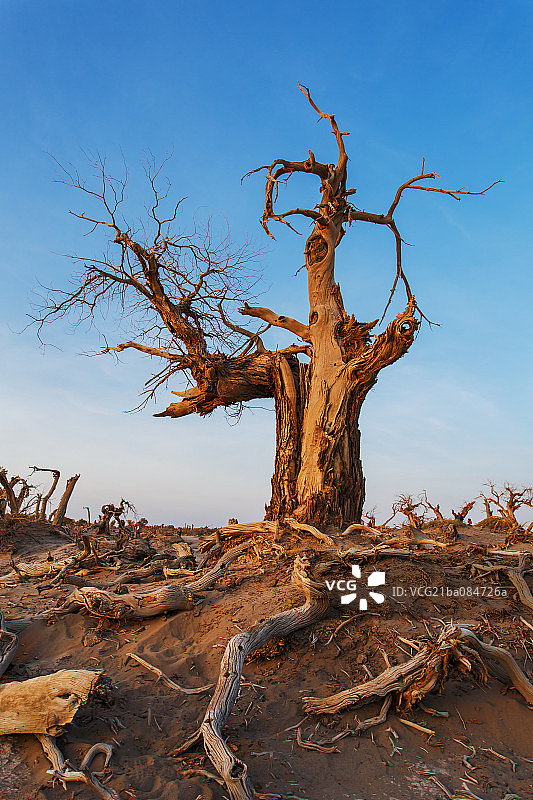 胡杨林图片素材