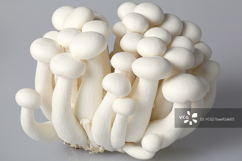 静物蘑菇图片素材