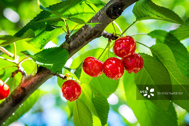 水果车厘子图片素材