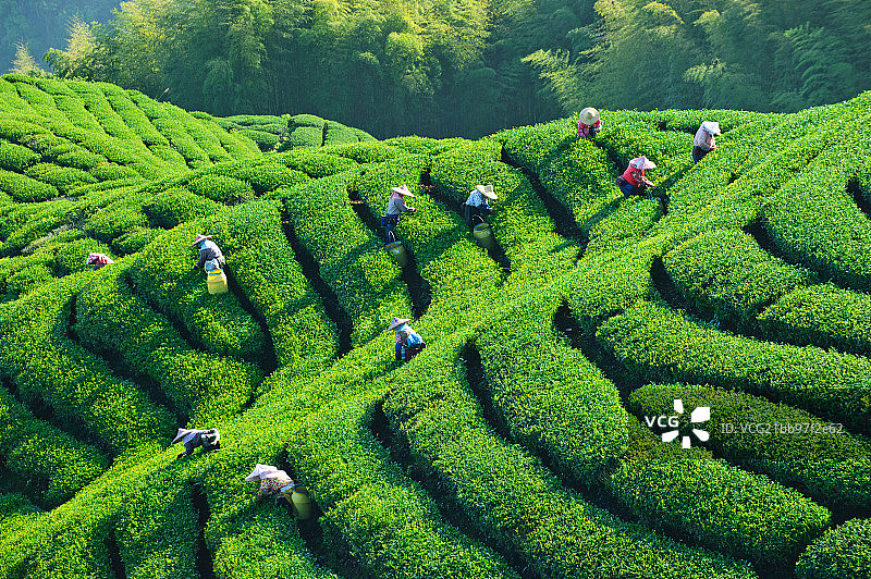 八卦茶园图片素材