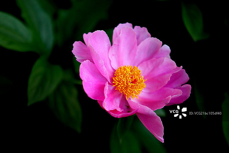 花图片素材