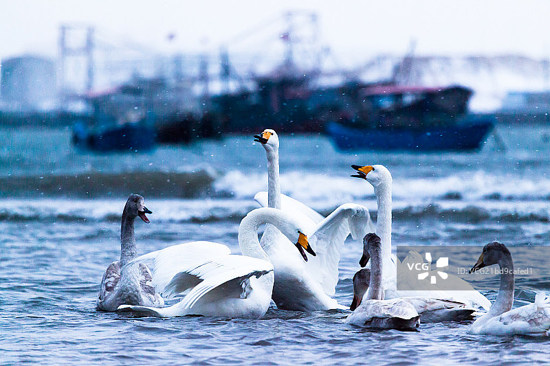 天鹅海湾图片素材