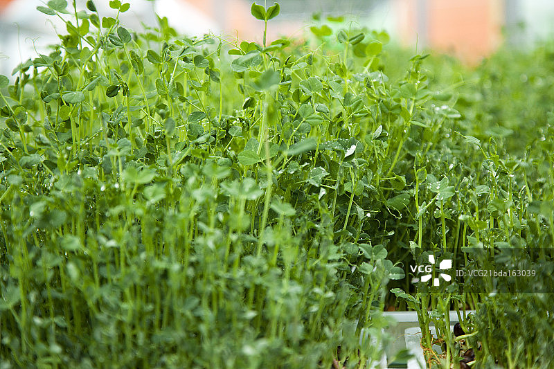 绿色的芽菜图片素材