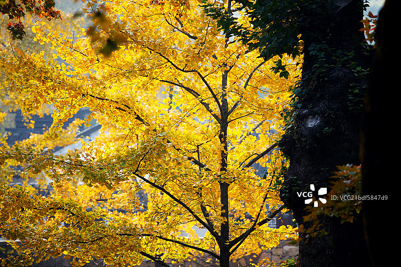 苏州天平山美丽的秋景图片素材