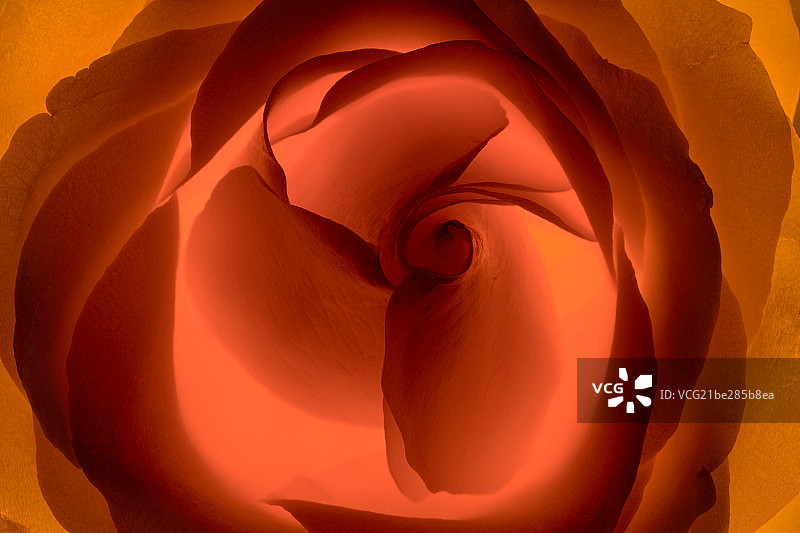 盛开的红玫瑰图片素材