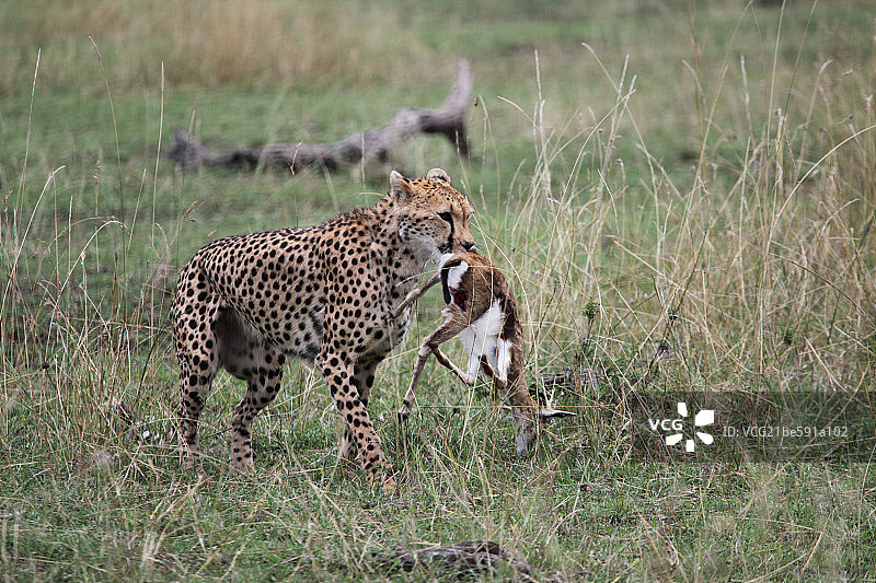 凯旋的非洲猎豹图片素材
