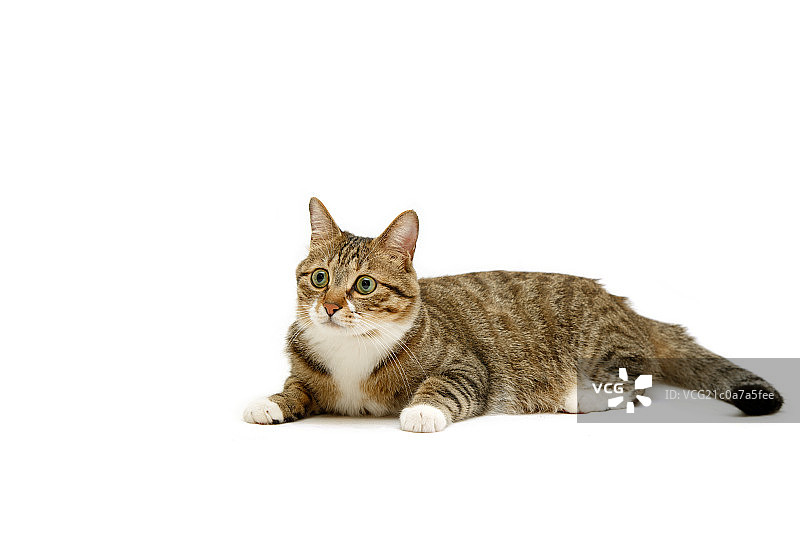 小猫守望前方图片素材