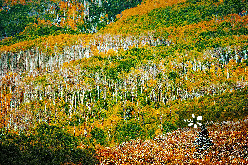 秋天树林图片素材