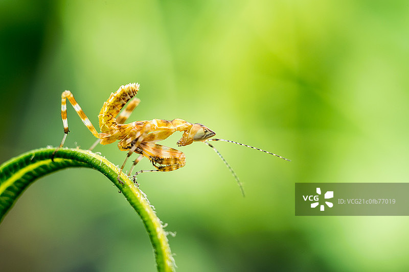 丽眼斑蜻图片素材