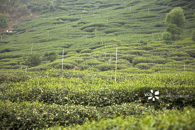 茶叶,茶园图片素材