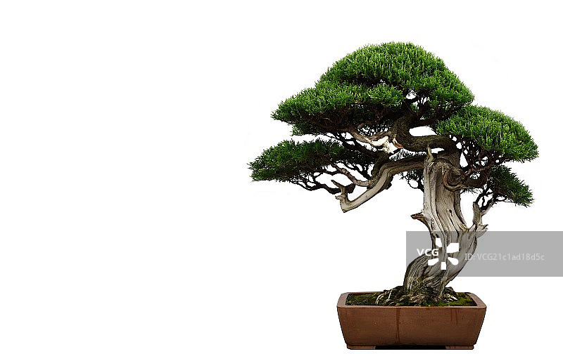 岭南盆景图片素材