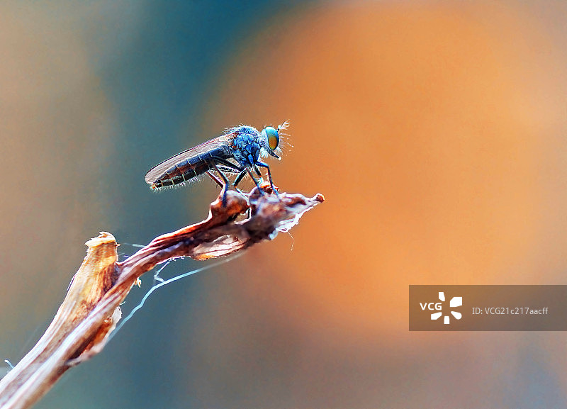 角蝇图片素材