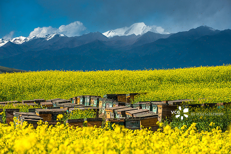 青海省门源油菜花图片素材