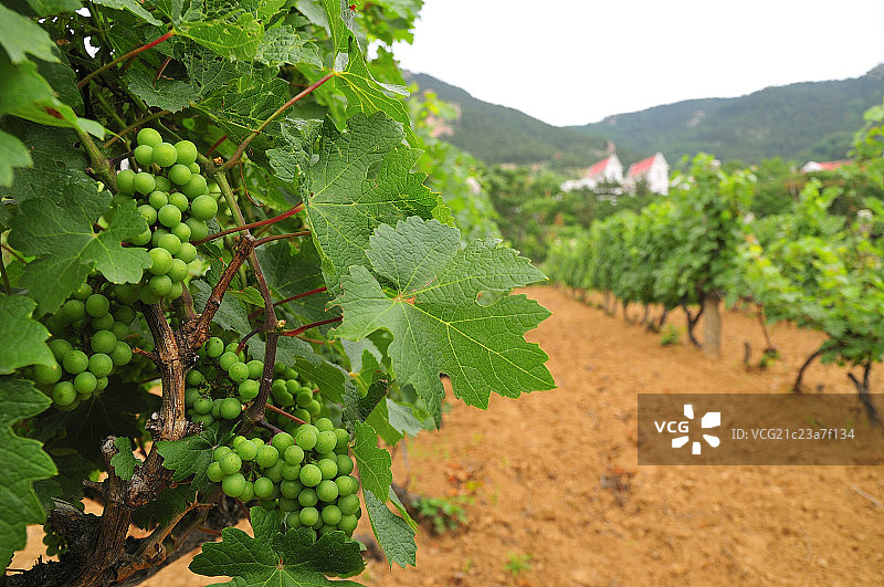 华东百利酒庄022图片素材