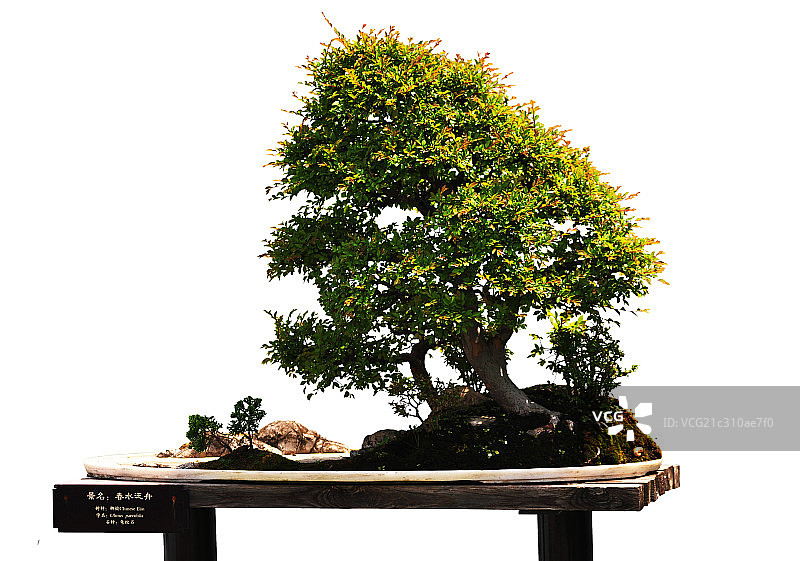 江苏扬州“扬派”盆景经典图片素材