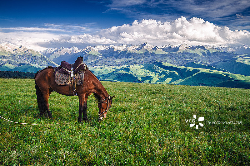 空中草原上的黑骏马图片素材