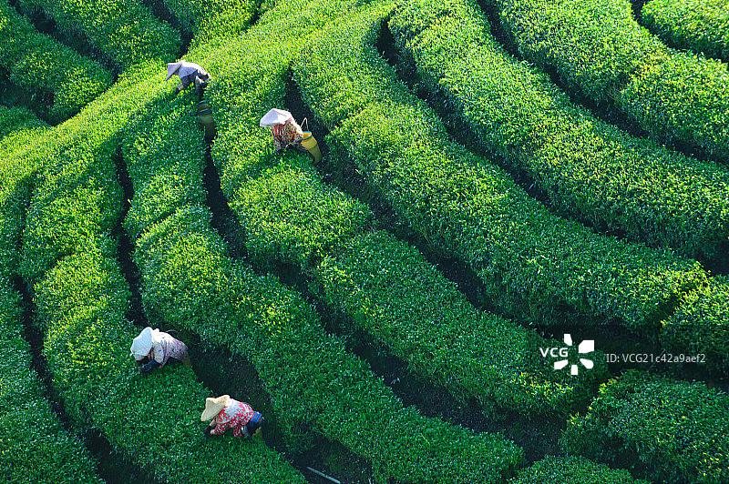 八卦茶园图片素材