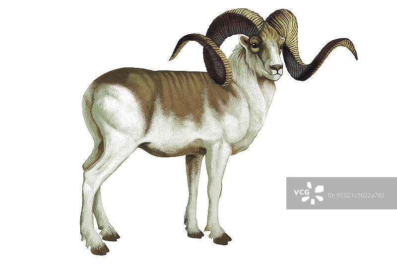 大角羊,插画,图片素材