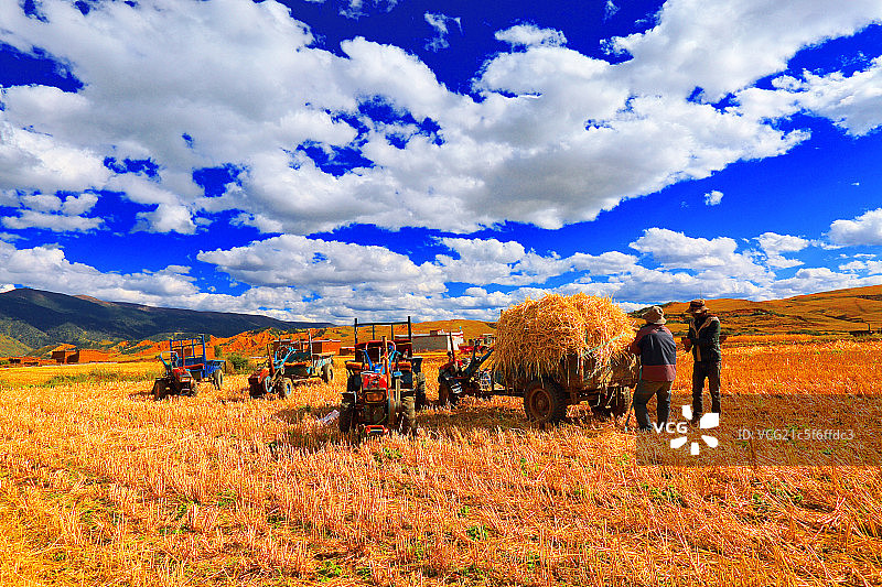 收割稻田的藏民图片素材