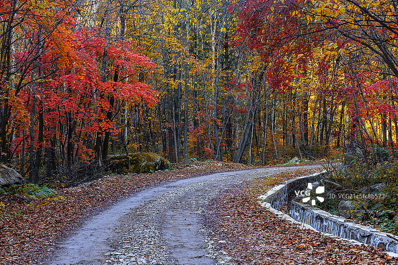 枫叶之路图片素材