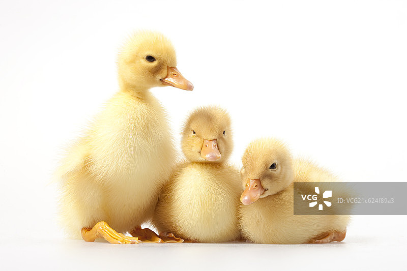 可爱的小鸭图片素材