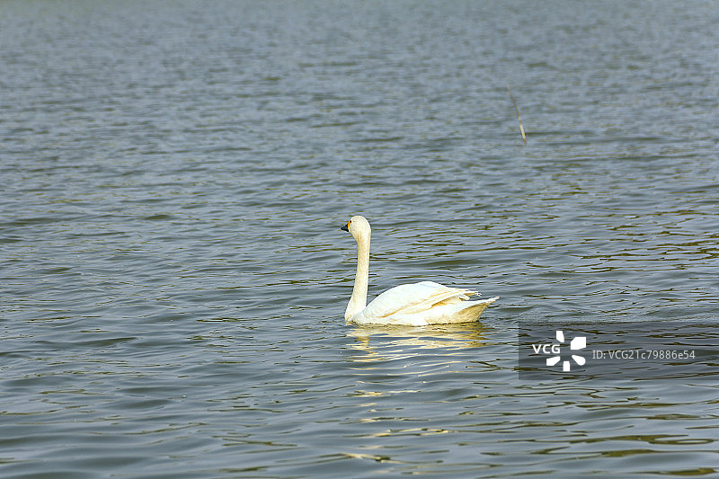 一只白色天鹅在湖中游泳图片素材