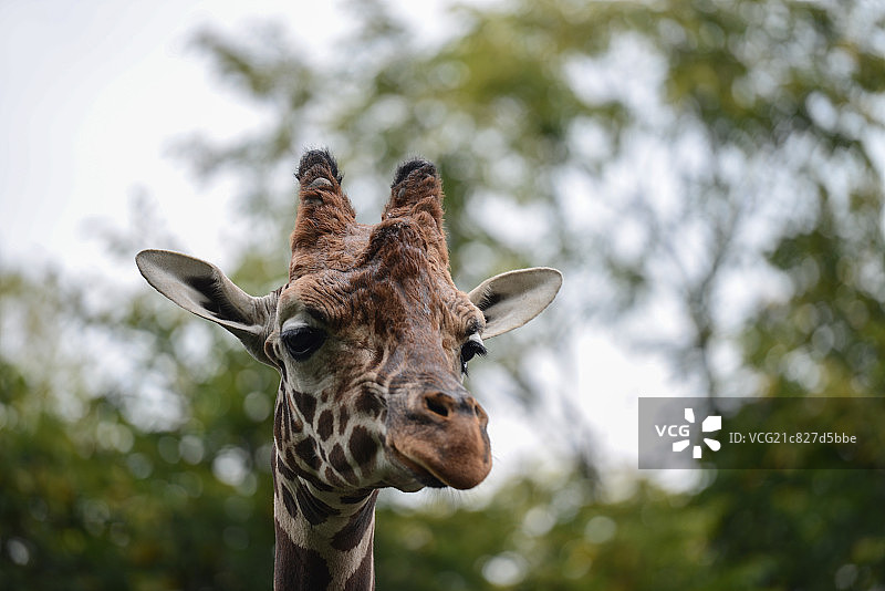 长颈鹿图片素材