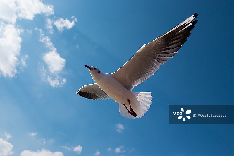 昆明的海鸥图片素材