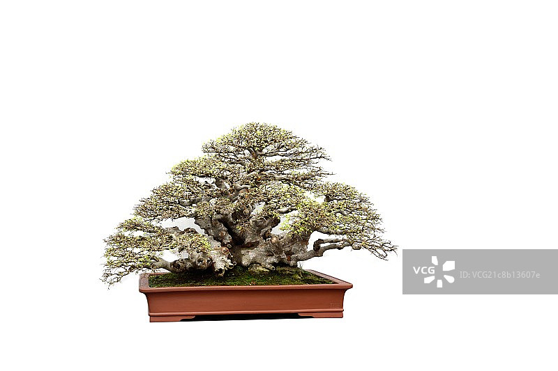 经典盆载植物图片素材