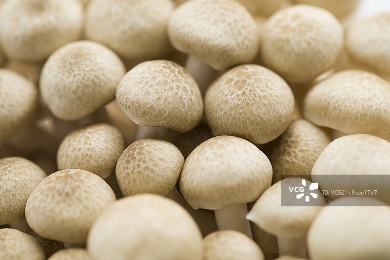 蟹味菇图片素材