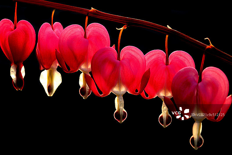 荷包牡丹图片素材