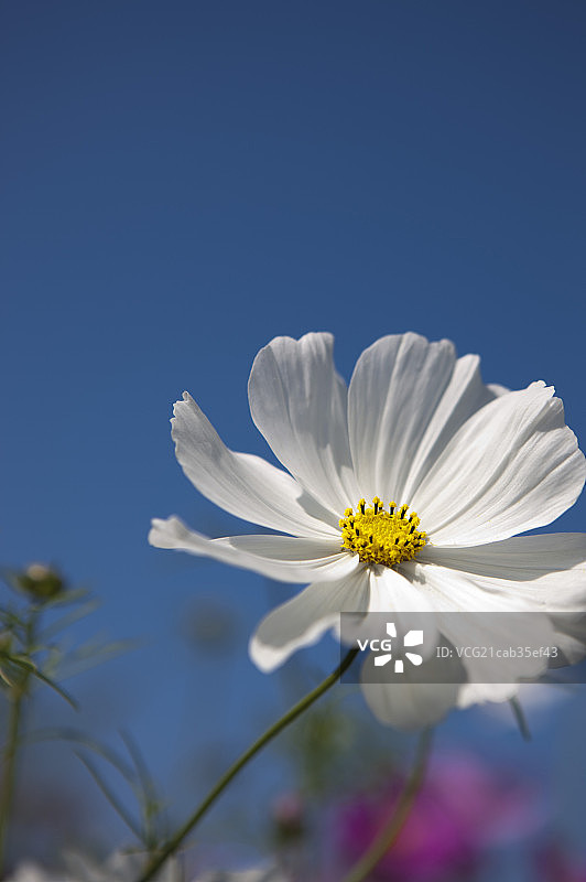 波斯菊,花,彰化,台湾,亚洲,图片素材