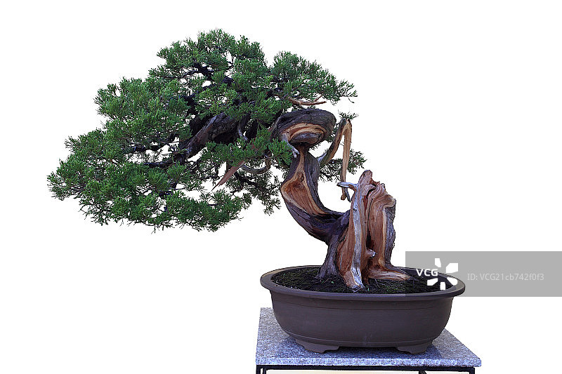 中国盆景造型图片素材