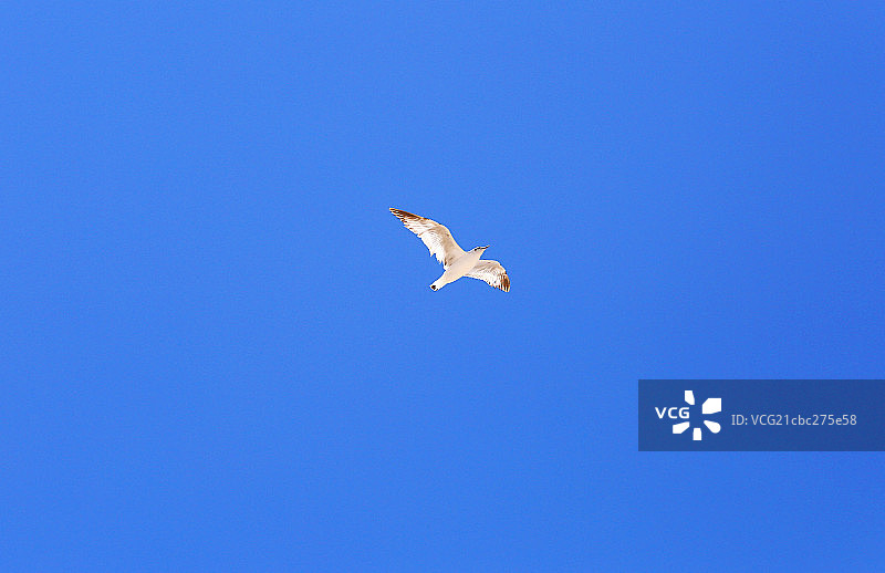 天空中飞翔的海鸥图片素材