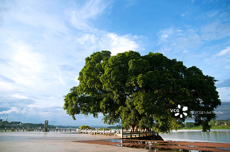 蓝天白云下的大榕树图片素材