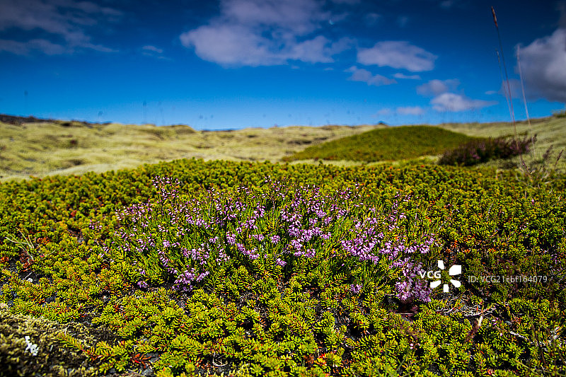 冰岛茂密的蕨类图片素材