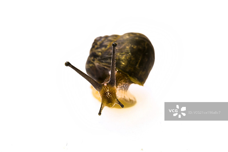 小蜗牛在活动中图片素材