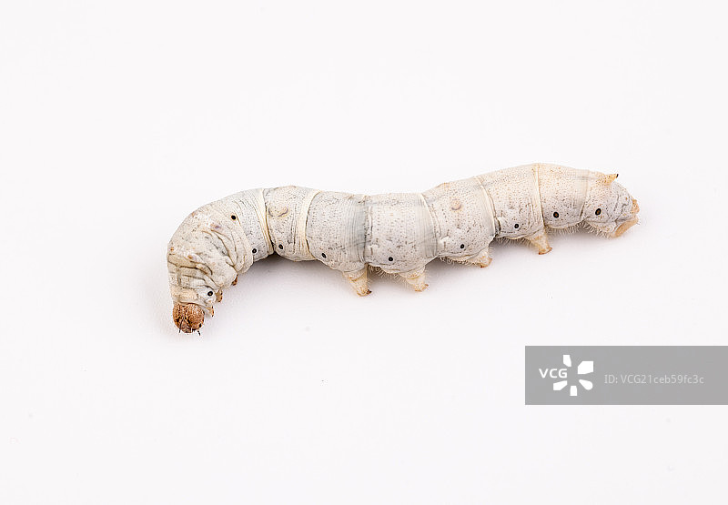 蚕棚拍微距图片素材