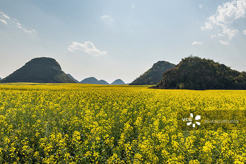 油菜花海图片素材