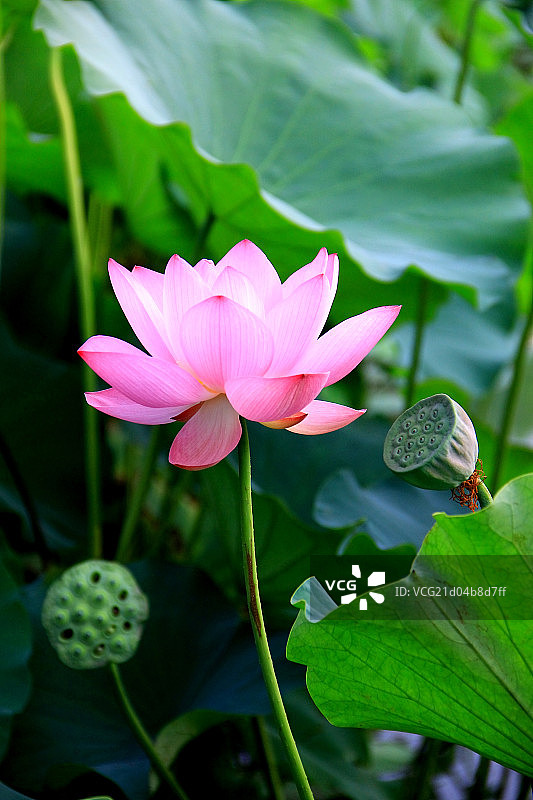 荷塘中的荷花图片素材