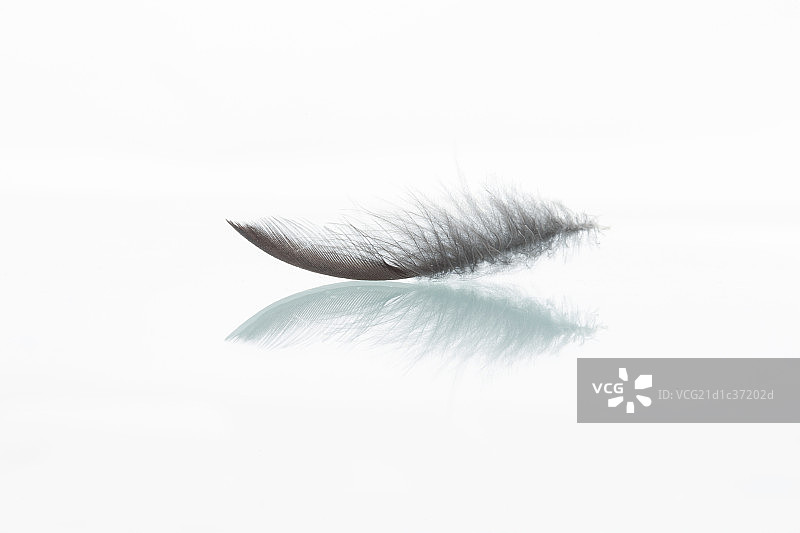 羽毛图片素材