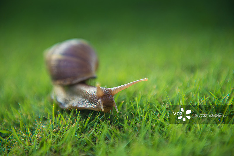 BANDED SNAIL 草 蜗牛图片素材