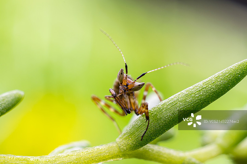 丽眼斑蜻图片素材